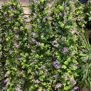 Ivy Vine - Beach Vitex - Roundleaf Chastetree